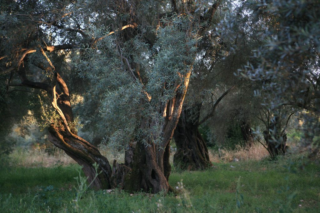 olivenhain