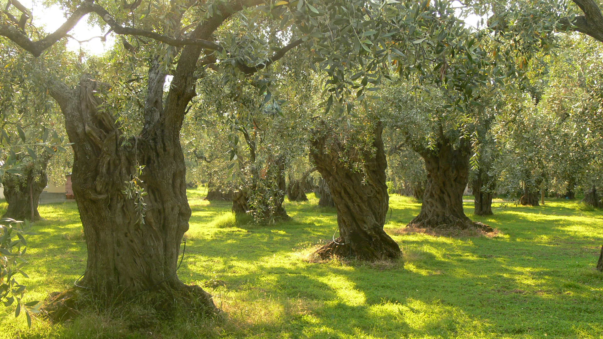 Olivenbäume auf Thassos (Bild: Wikimedia, Petr Pakandl)
